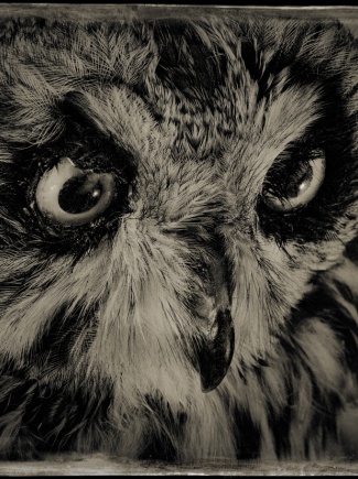 Réouverture / exposition Volatiles